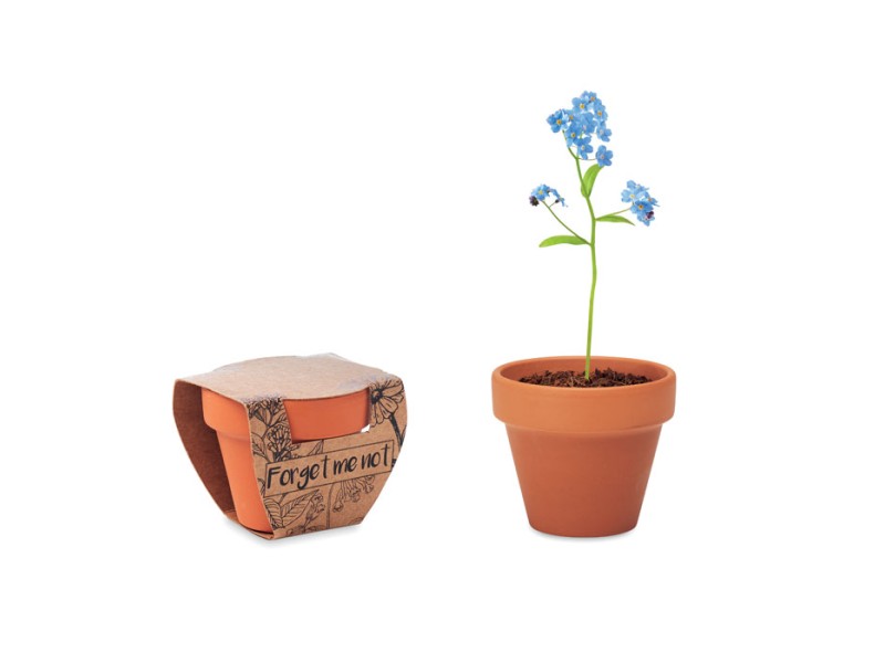 Forget me not Plant Axiom the Giftmakers  - axiom-gifts.gr
